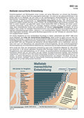 Massstab menschliche Entwicklung Schaubilder, Diagramme, Tabellen und Illustrationen zu Wirtschaft und Politik